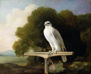 Grønlandsfalk (Gråfalk), 1780